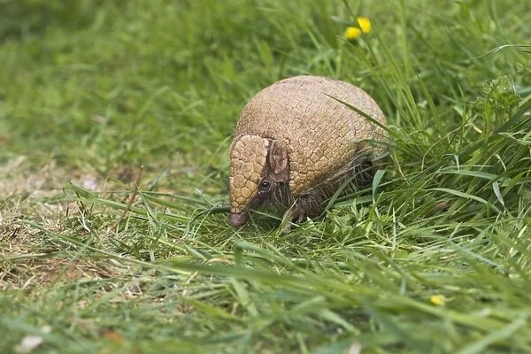 Three Banded Armadillo - controlled conditions 12987