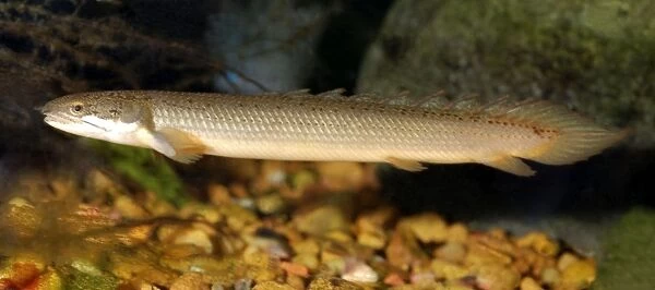 Banded Bichir - Congo River, Central Africa