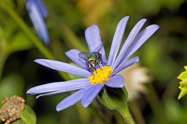 Banded Blowfly - male feeding on nectar from daisy flower. Maggots develop in corpses. Widespread. Grahamstown, Eastern Cape, South Africa