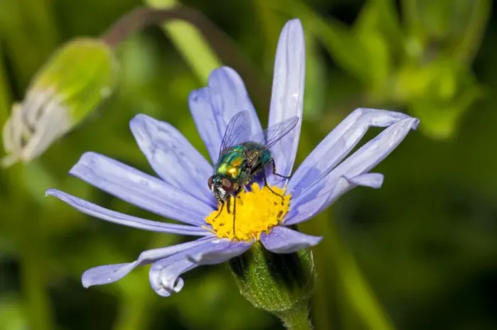 Framed Print : Banded Blowfly - male feeding on nectar from daisy flower. Maggots develop in corpses. Widespread. Grahamstown, Eastern Cape, South Africa Framed Print : Banded Blowfly - male feeding on nectar from daisy flower. Maggots develop in corpses. Widespread. Grahamstown, Eastern Cape, South Africa