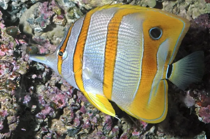 Framed Print : Banded Butterfly Fish Framed Print : Banded Butterfly Fish