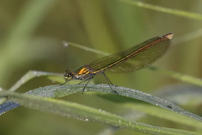 Framed Print : Banded Demoiselle Damselfly - female resting on grass, Lower Saxony, Germany Framed Print : Banded Demoiselle Damselfly - female resting on grass, Lower Saxony, Germany