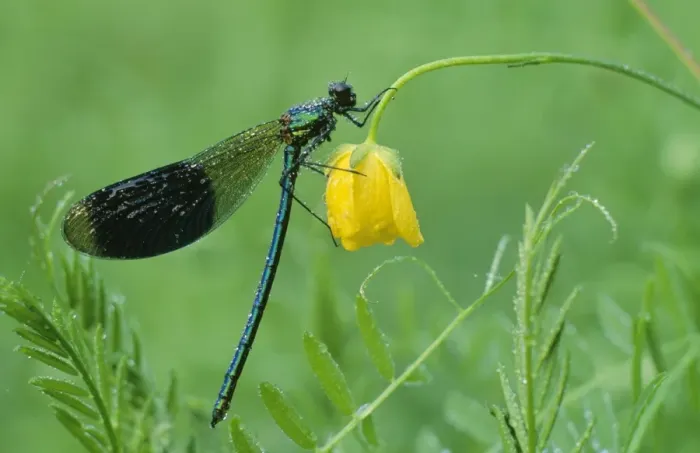 Framed Print : Banded Demoiselle Damselfly - male covered with dew