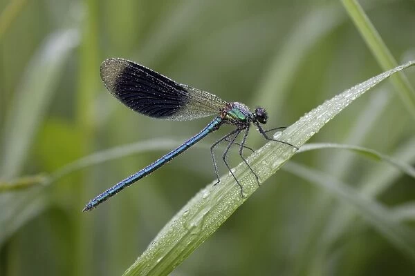 Banded Demoiselle Damselfly - male covered with dew, Lower Saxony, Germany