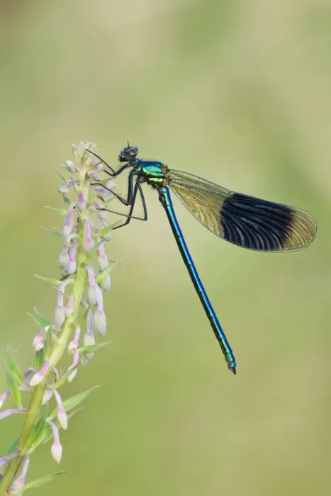 Framed Print : Banded Demoiselle - damselfly resting on willowherb - Cannock Chase - Staffordshire - England Framed Print : Banded Demoiselle - damselfly resting on willowherb - Cannock Chase - Staffordshire - England