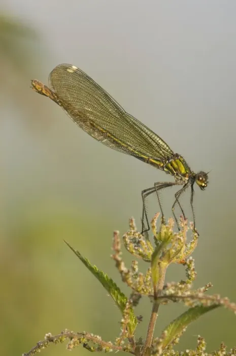 Framed Print : Banded demoiselle Female Framed Print : Banded demoiselle Female