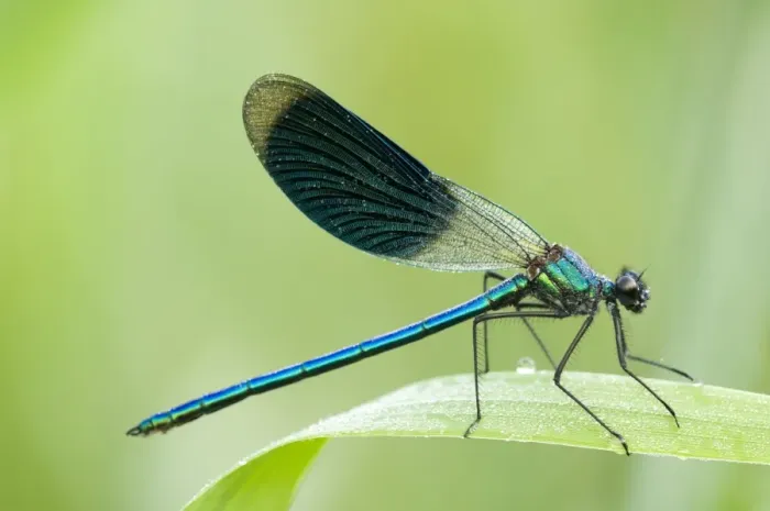 Framed Print : Banded demoiselle Male Framed Print : Banded demoiselle Male