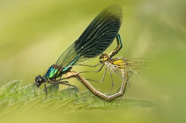 Banded demoiselle Male and female mating