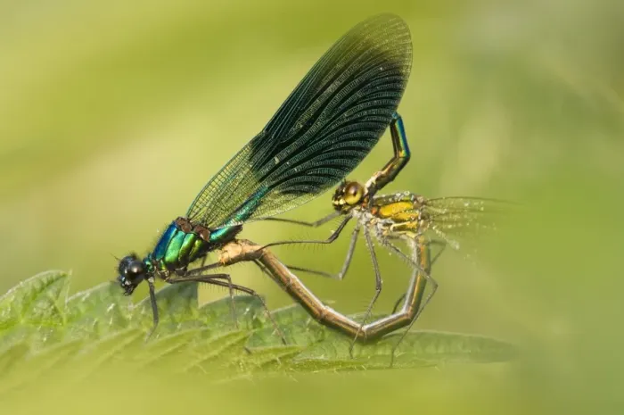 Framed Print : Banded demoiselle Male and female mating Framed Print : Banded demoiselle Male and female mating