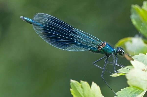 The Banded Demoiselle - male resting on hawthorne leaves - Suffolk - UK