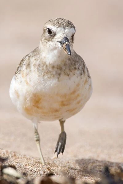 Banded Dotterel or Mountain Plover - front portait of adult in plain plumage strolling along beach