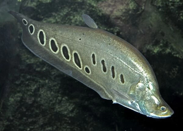 Banded Featherback  /  Ghost Knife Fish - Asian freshwaters especially India