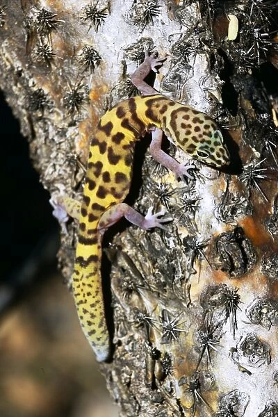 Banded gecko - Sonoran Desert resident-largely nocturnal-predator, Arizona, USA