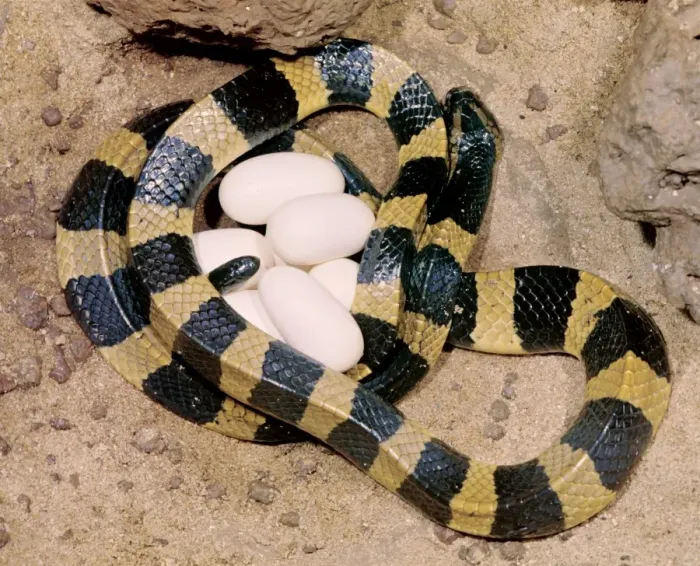 Framed Print : Banded Krait - female with eggs, Borneo, Malaysia JPF29583 Framed Print : Banded Krait - female with eggs, Borneo, Malaysia JPF29583