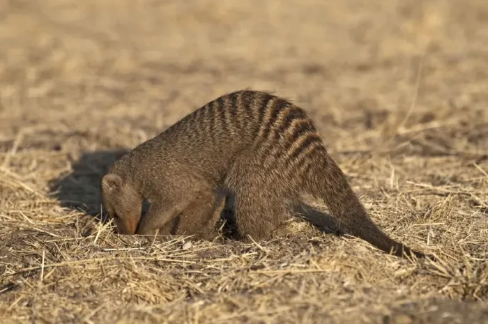 Framed Print : Banded Mongoose - digging - Etosha National Park - Namibia Framed Print : Banded Mongoose - digging - Etosha National Park - Namibia