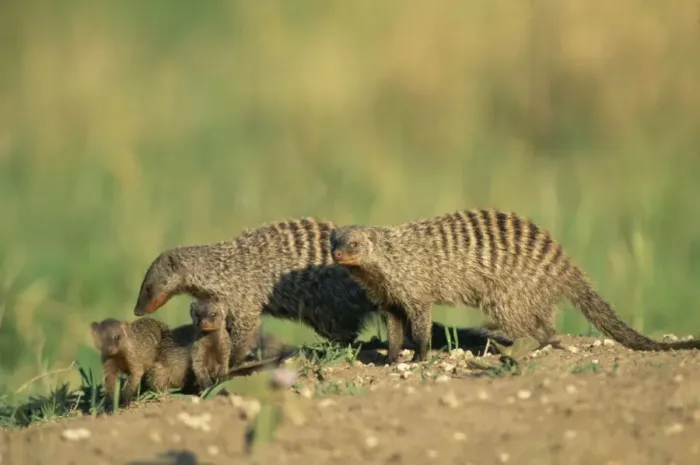 Framed Print : Banded Mongoose - family - Maasai Mara, Kenya, Africa Framed Print : Banded Mongoose - family - Maasai Mara, Kenya, Africa