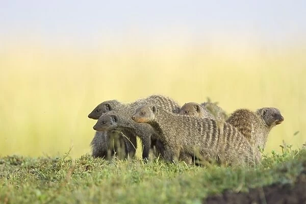 Banded Mongoose - Masai Mara Triangle - Kenya