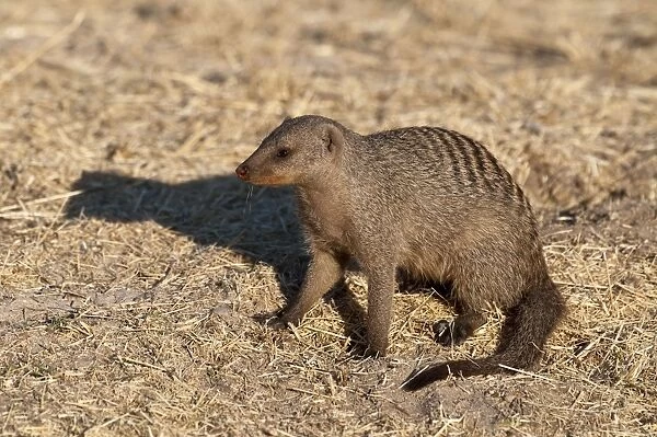Banded Mongoose - sitting down - Namibia
