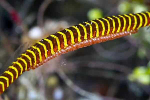 Many Banded Pipefish - with eggs on the belly - Indonesia