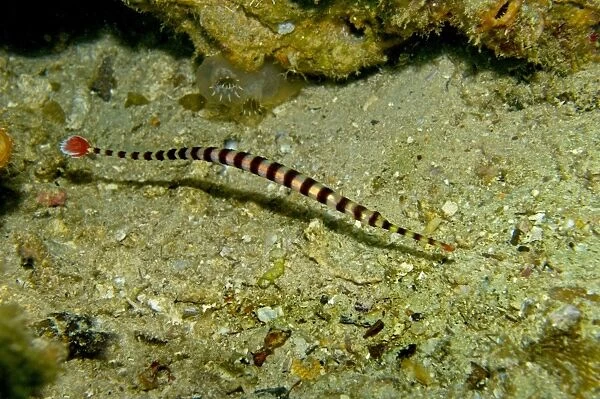 Banded Pipefish - Indonesia - Indo Pacific