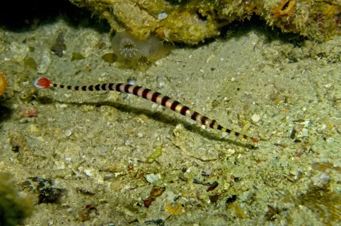 Framed Print : Banded Pipefish - Indonesia - Indo Pacific Framed Print : Banded Pipefish - Indonesia - Indo Pacific