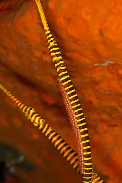 Many Banded Pipefishes- one is holding eggs on the belly - Indonesia