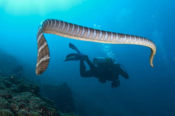 Banded Sea Snake - following diver - Snake Ridge