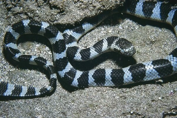 Banded Sea Snake - venomous South Pacific