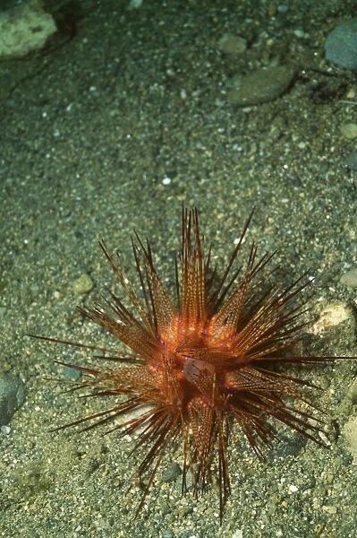 Banded Sea Urchin  /  Double Spined Sea Urchin  /  Wana Indonesia