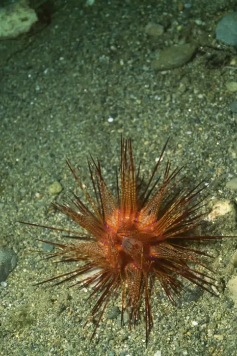 Framed Print : Banded Sea Urchin  /  Double Spined Sea Urchin  /  Wana Indonesia