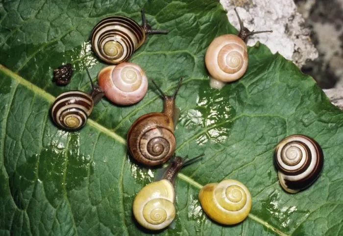 Framed Print : Banded Snails - showing genetic polymorphism in wide variety of colour patterns within one species Framed Print : Banded Snails - showing genetic polymorphism in wide variety of colour patterns within one species