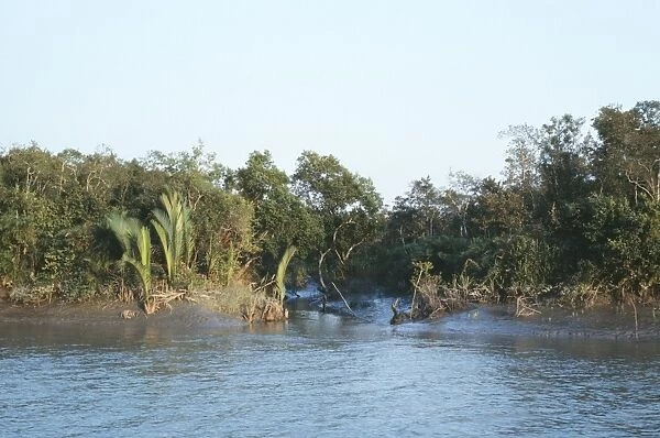 Bangladesh - khal or tide creek & forest in Sundarbands
