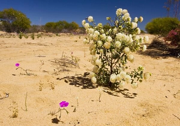Banjine - on sand dunes, Kalbarri, Western Australia