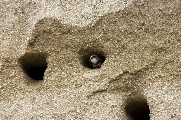 Bank Swallow  /  Sand Martin - looking out from nest hole in sand bank