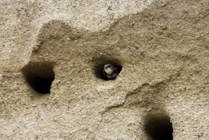 Framed Print : Bank Swallow / Sand Martin - looking out from nest hole in sand bank Framed Print : Bank Swallow / Sand Martin - looking out from nest hole in sand bank