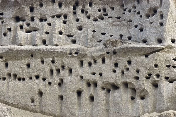Bank Swallow  /  Sand Martin - nest holes at colony in sand bank