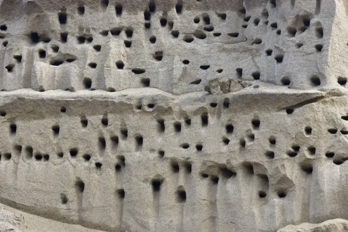 Framed Print : Bank Swallow / Sand Martin - nest holes at colony in sand bank Framed Print : Bank Swallow / Sand Martin - nest holes at colony in sand bank