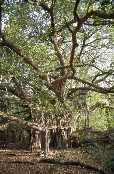Banyan Tree Ranthambhore National Park, Rajasthan, India
