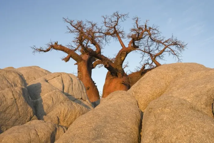 Framed Print : Baobab - In the early morning at the isolated Kubu Island, a mysterious rock island at the western edge of Sowa Pan, a salt pan which is part of the vast Makgadikgadi Pans, Botswana Framed Print : Baobab - In the early morning at the isolated Kubu Island, a mysterious rock island at the western edge of Sowa Pan, a salt pan which is part of the vast Makgadikgadi Pans, Botswana