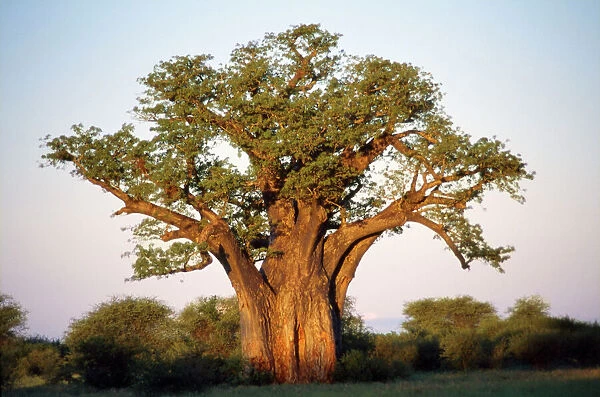 Baobab - in leaf