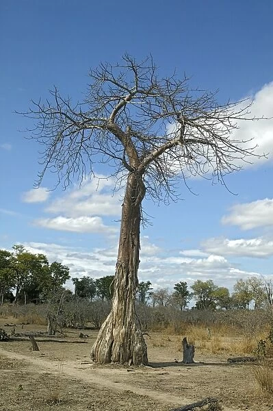 Baobab - South Luangwa Valley - Zambia