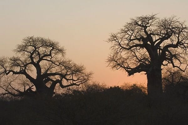 Baobab Sunset South Africa, Kruger NP, region Pafuri