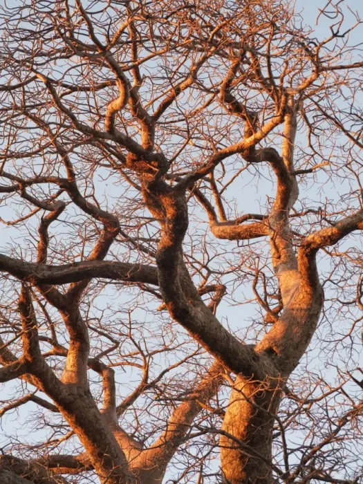 Framed Print : Baobab Tree - a common tree in northern Namibia - in the last light of the evening - Omusati region - Namibia Framed Print : Baobab Tree - a common tree in northern Namibia - in the last light of the evening - Omusati region - Namibia