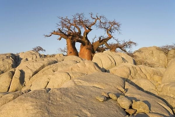 Baobab Tree- In the early morning at the isolated Kubu Island, a mysterious rock island at the western edge of Sowa Pan, a salt pan which is part of the vast Makgadikgadi Pans, Botswana