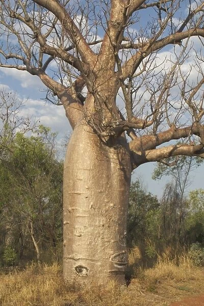 Baobab Tree - Known as Boab Tree in Australia where it is the only species. Named after the explorer A. C. Gregory. All leaves are shed in the dry season. The large white flowers occur in the wet season