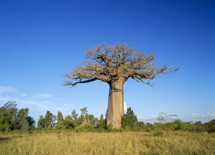 Framed Print : Baobab Tree Madagascar Framed Print : Baobab Tree Madagascar