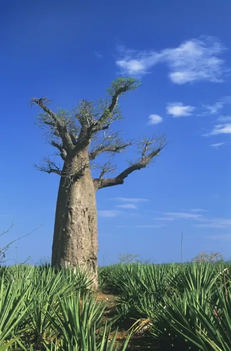 Framed Print : Baobab Tree - Madagascar Framed Print : Baobab Tree - Madagascar
