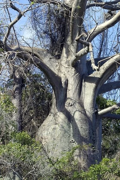 Baobab Tree Mayotte, Indian Ocean