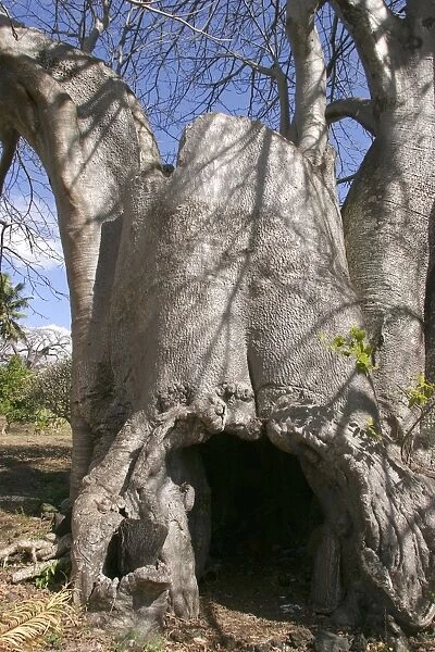 Baobab Tree Mayotte Island Indian Ocean