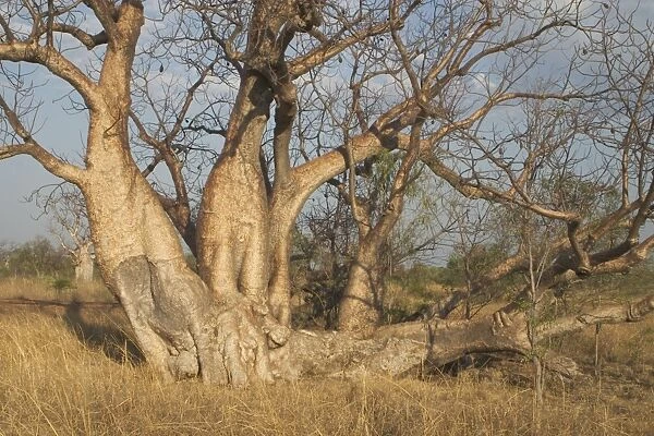 Baobab Tree with multiple trunks - Known as Boab Tree in Australia where it is the only species. Named after the explorer A. C. Gregory. All leaves are shed in the dry season. The large white flowers occur in the wet season